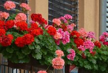 6 dicas para seguir para cultivar gerânios lindos