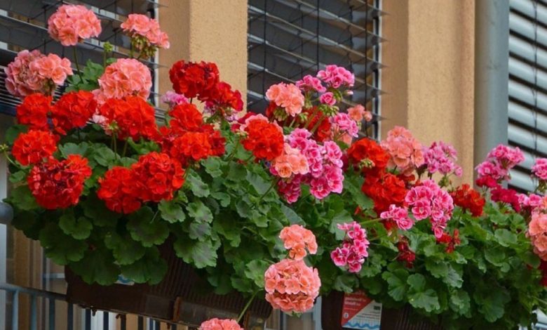 6 dicas para seguir para cultivar gerânios lindos 6 dicas para seguir para cultivar gerânios lindos
