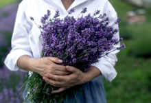 7 plantas que te protegerão dos mosquitos de uma vez por todas