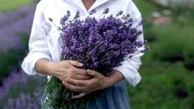 7 plantas que te protegerão dos mosquitos de uma vez por todas