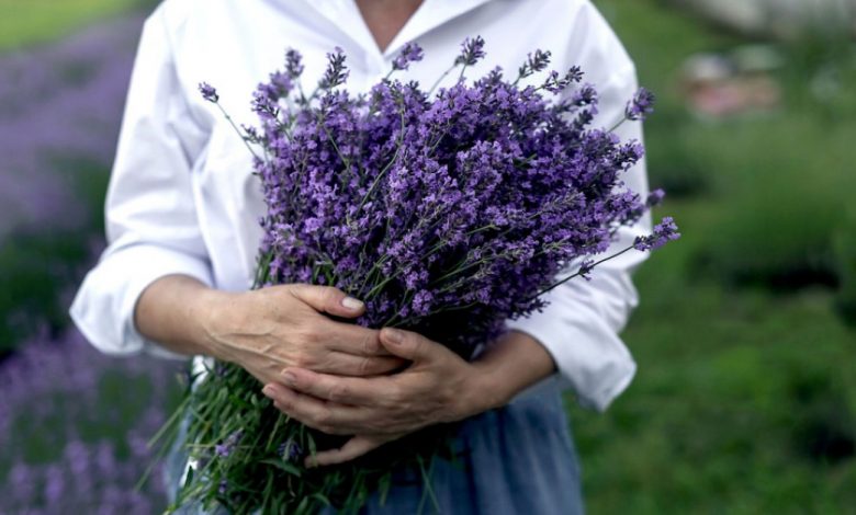 7 plantas que te protegerão dos mosquitos de uma vez por todas 7 plantas que te protegerão dos mosquitos de uma vez por todas