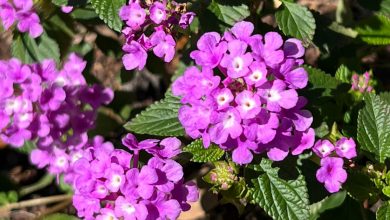 9 Plantas Poderosas Contra Ervas Daninhas Que Você Precisa Plantar no Seu Jardim