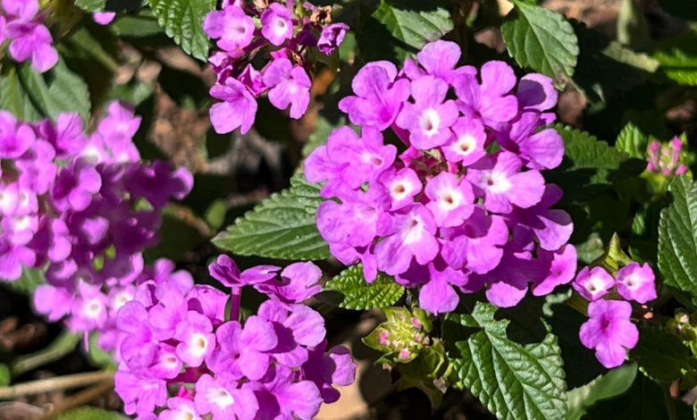 9 Plantas Poderosas Contra Ervas Daninhas Que Você Precisa Plantar no Seu Jardim 9 Plantas Poderosas Contra Ervas Daninhas Que Você Precisa Plantar no Seu Jardim
