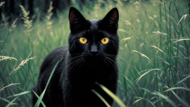 10 Maneiras como os Gatos Pretos Trazem Boa Sorte ao Redor do Mundo