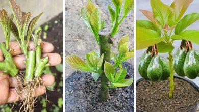 6 Dicas para Cultivar um Abacateiro em um Vaso e Fazer com que Frutifique