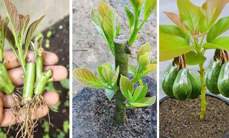 6 Dicas para Cultivar um Abacateiro em um Vaso e Fazer com que Frutifique 6 Dicas para Cultivar um Abacateiro em um Vaso e Fazer com que Frutifique