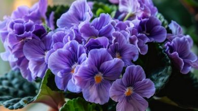 7 Dicas Brilhantes para Replantar Violeta Africana para Uma Florada Abundante