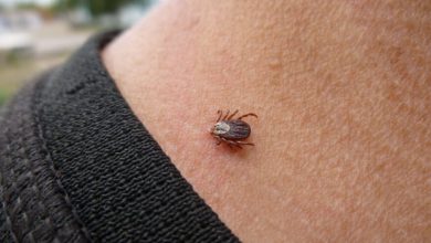 Se você encontrar essa carrapato estrela solitária, veja o que fazer