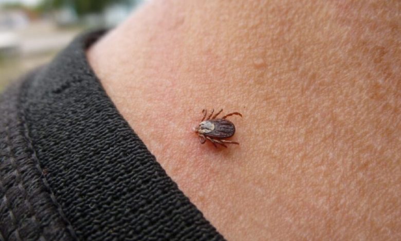 Se você encontrar essa carrapato estrela solitária, veja o que fazer Se você encontrar essa carrapato estrela solitária, veja o que fazer