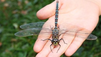 Uma única libélula pode comer centenas de mosquitos por dia. Eu juro por esse truque para atrair libélulas e eliminar todos os mosquitos