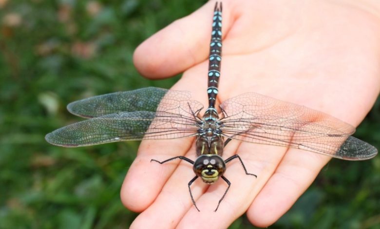 Uma única libélula pode comer centenas de mosquitos por dia. Eu juro por esse truque para atrair libélulas e eliminar todos os mosquitos Uma única libélula pode comer centenas de mosquitos por dia. Eu juro por esse truque para atrair libélulas e eliminar todos os mosquitos