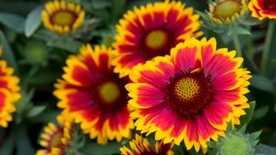 5 Perene Resilientes à Seca para Plantar, para Que Você Não Precise Regar
