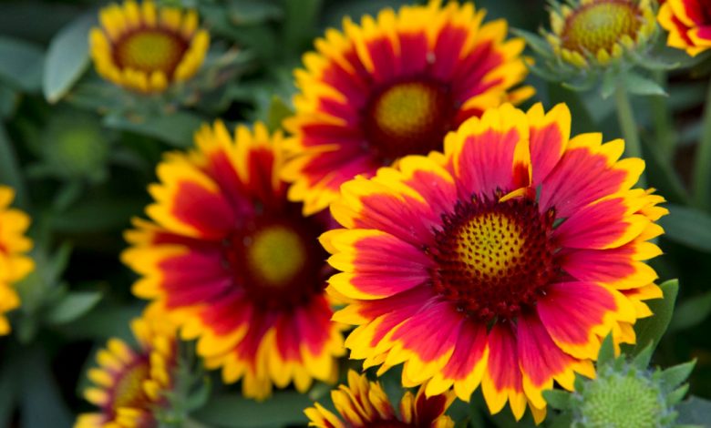 5 Perene Resilientes à Seca para Plantar, para Que Você Não Precise Regar 5 Perene Resilientes à Seca para Plantar, para Que Você Não Precise Regar