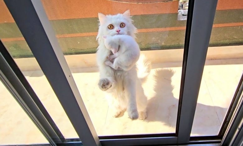 GATO VAI À CASA DE UM HOMEM COM UM PRESENTE DE AGRADECIMENTO, SAI E TRAZ OUTRO GATO VAI À CASA DE UM HOMEM COM UM PRESENTE DE AGRADECIMENTO, SAI E TRAZ OUTRO