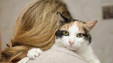 10 RAZÕES PELAS QUAIS SER UM “LOUCO POR GATOS” É UMA COISA