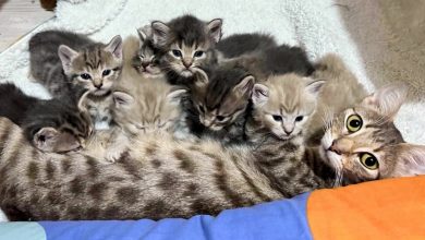 Uma Gata Encontra uma Segunda Chance e Inicia uma Aventura que Muda o Destino de Seus Filhotes