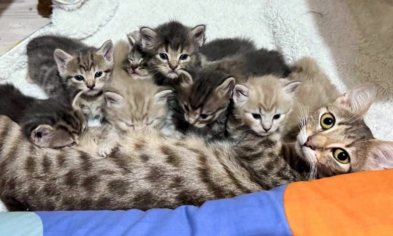 Uma Gata Encontra uma Segunda Chance e Inicia uma Aventura que Muda o Destino de Seus Filhotes Uma Gata Encontra uma Segunda Chance e Inicia uma Aventura que Muda o Destino de Seus Filhotes