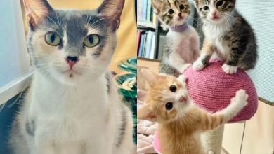 Uma Gata Sai das Ruas pela Primeira Vez, e Sua Jornada Toma um Belo Rumo com um de Seus Filhotes