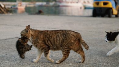 Mamãe Gata Leva Recém-Nascido ao Sofá, e Papai Gato Aprova