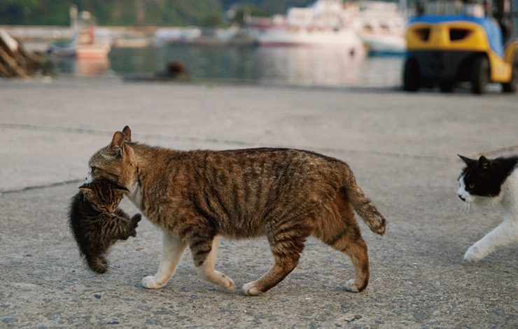 Mamãe Gata Leva Recém-Nascido ao Sofá, e Papai Gato Aprova Mamãe Gata Leva Recém-Nascido ao Sofá, e Papai Gato Aprova