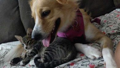 Cadela Resgatada Conhece Gatinho Órfão — E Imediatamente Se Torna Sua Mãe