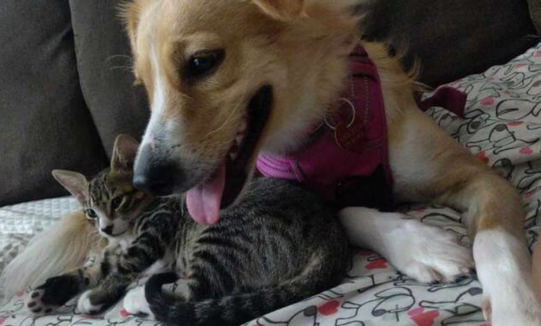 Cadela Resgatada Conhece Gatinho Órfão — E Imediatamente Se Torna Sua Mãe Cadela Resgatada Conhece Gatinho Órfão — E Imediatamente Se Torna Sua Mãe