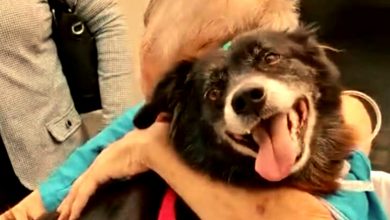 Tristeza se transforma em alegria: A visita de um animal de estimação querido ao hospital provou ser curativa para seu dono