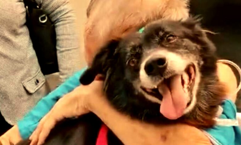Tristeza se transforma em alegria: A visita de um animal de estimação querido ao hospital provou ser curativa para seu dono Tristeza se transforma em alegria: A visita de um animal de estimação querido ao hospital provou ser curativa para seu dono