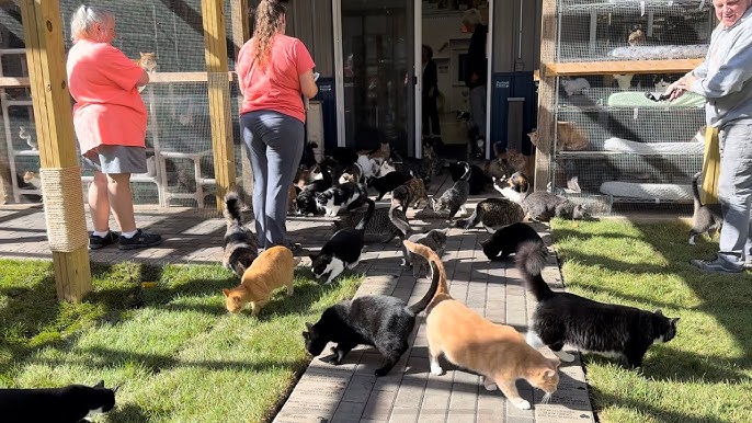 Resgatadores capturam o emocionante momento em que gatos resgatados experimentam grama pela primeira vez em anos