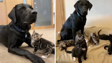 Conheça Bertie, um labrador de um ano do abrigo. O pessoal do abrigo percebeu o tamanho do coração de Bertie quando ele veio ajudá-los a criar uma ninhada de sete gatinhos