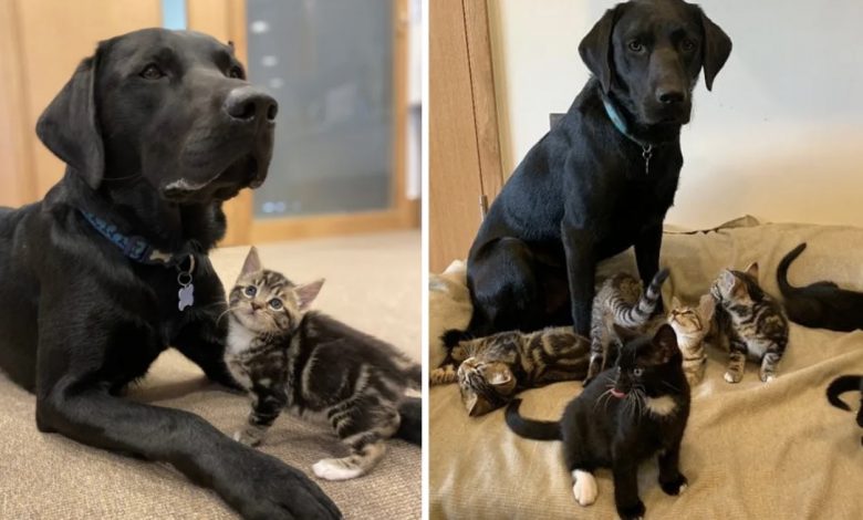 Conheça Bertie, um labrador de um ano do abrigo. O pessoal do abrigo percebeu o tamanho do coração de Bertie quando ele veio ajudá-los a criar uma ninhada de sete gatinhos Conheça Bertie, um labrador de um ano do abrigo. O pessoal do abrigo percebeu o tamanho do coração de Bertie quando ele veio ajudá-los a criar uma ninhada de sete gatinhos