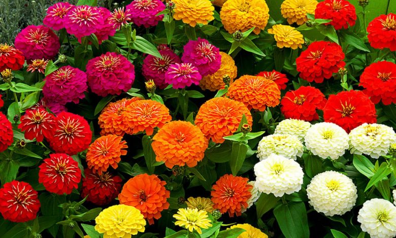 Por Que Todos Deveriam Plantar Zínias Por Que Todos Deveriam Plantar Zínias