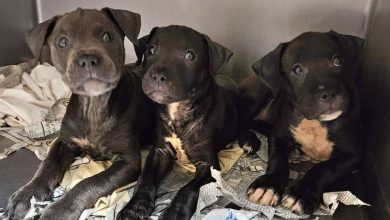 Os donos anteriores não os queriam… 11 filhotes abandonados imploram aos visitantes do abrigo para levá-los para casa
