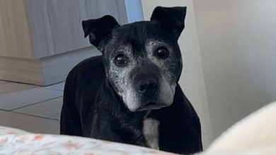 Ele apareceu na casa delas em busca de amor, e encontrou mais do que jamais poderia ter sonhado