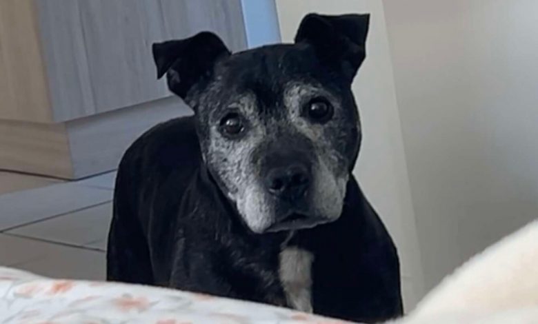 Ele apareceu na casa delas em busca de amor, e encontrou mais do que jamais poderia ter sonhado Ele apareceu na casa delas em busca de amor, e encontrou mais do que jamais poderia ter sonhado
