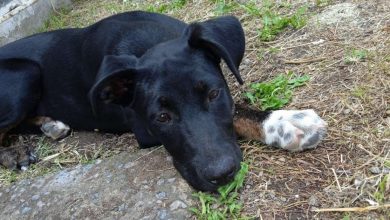 O Coração da Resgatadora se Parte Após Ler Nota Sobre um Cão Dormindo na Rua
