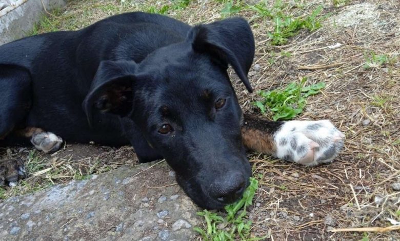O Coração da Resgatadora se Parte Após Ler Nota Sobre um Cão Dormindo na Rua O Coração da Resgatadora se Parte Após Ler Nota Sobre um Cão Dormindo na Rua