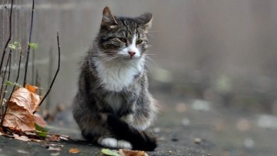 “Eu não conseguirei enviar esta carta, e você não conseguirá lê-la”… Carta de um gato de rua para sua dona, que já não está mais viva.