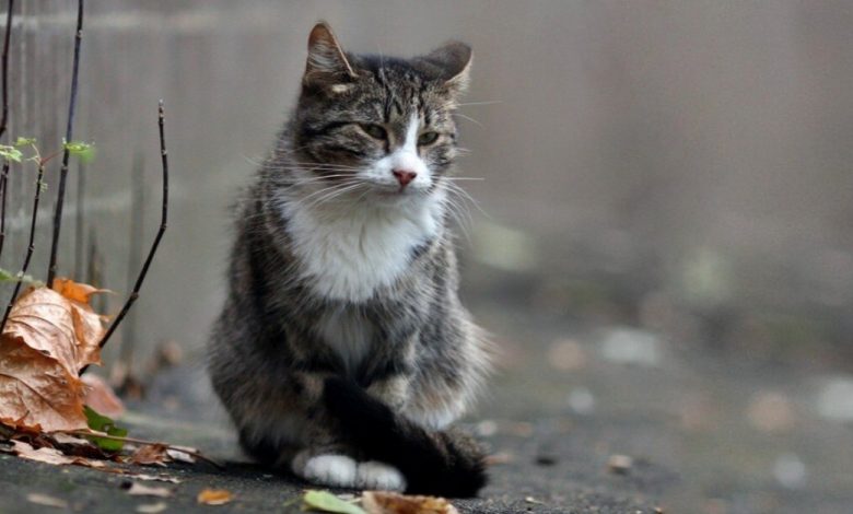 “Eu não conseguirei enviar esta carta, e você não conseguirá lê-la”… Carta de um gato de rua para sua dona, que já não está mais viva. “Eu não conseguirei enviar esta carta, e você não conseguirá lê-la”… Carta de um gato de rua para sua dona, que já não está mais viva.