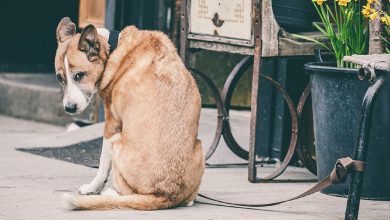 “O cachorro olhava suplicante para cada pessoa que passava, mas todos ignoravam. Apenas um rapaz com um casaco caro veio em seu auxílio.”