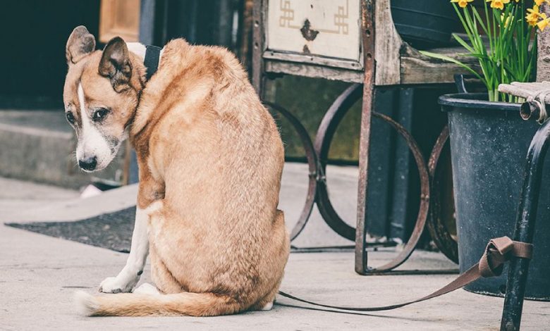 “O cachorro olhava suplicante para cada pessoa que passava, mas todos ignoravam. Apenas um rapaz com um casaco caro veio em seu auxílio.” “O cachorro olhava suplicante para cada pessoa que passava, mas todos ignoravam. Apenas um rapaz com um casaco caro veio em seu auxílio.”