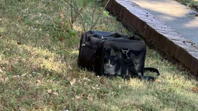 Proprietária Descobre Saco Preto no Quintal — Então Vê Quatro Caras Olhando Para Ela