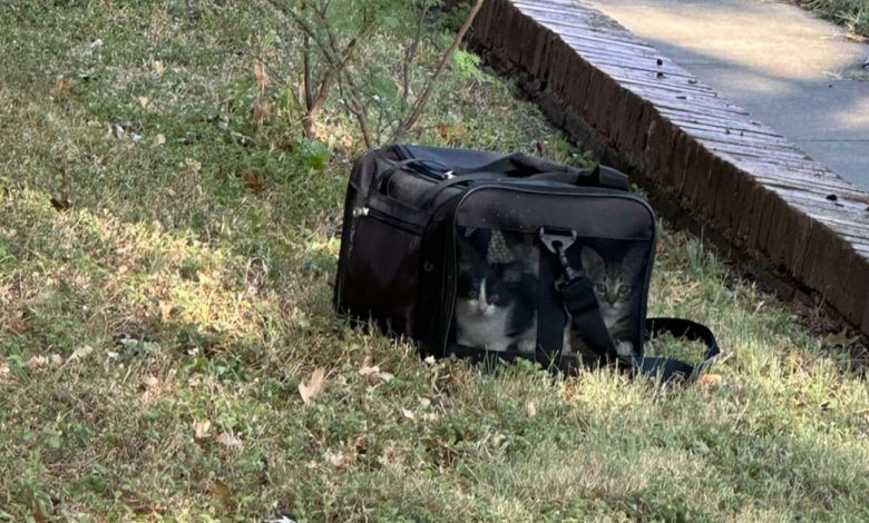 Proprietária Descobre Saco Preto no Quintal — Então Vê Quatro Caras Olhando Para Ela Proprietária Descobre Saco Preto no Quintal — Então Vê Quatro Caras Olhando Para Ela