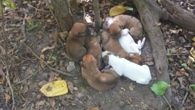 Trilheiros Deixam Tudo ao Tropeçar em uma ‘Pilha de Filhotes’ na Floresta