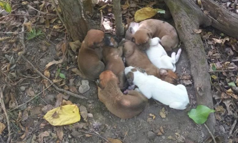 Trilheiros Deixam Tudo ao Tropeçar em uma ‘Pilha de Filhotes’ na Floresta Trilheiros Deixam Tudo ao Tropeçar em uma ‘Pilha de Filhotes’ na Floresta