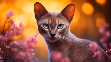 A incrível magia dos gatos. Como os gatos sentem a energia negativa em casa