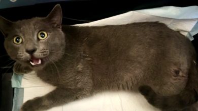 Gato Paralisado Encontrado Atrás de Igreja Abraça o Amor de Seus Salvadores Apesar de Seu Passado