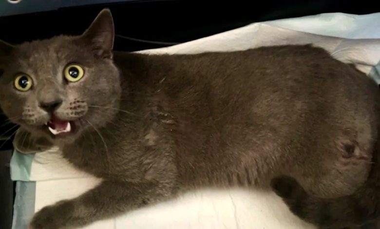Gato Paralisado Encontrado Atrás de Igreja Abraça o Amor de Seus Salvadores Apesar de Seu Passado Gato Paralisado Encontrado Atrás de Igreja Abraça o Amor de Seus Salvadores Apesar de Seu Passado