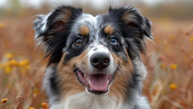 Animais meteorologistas. Como os animais preveem o tempo?