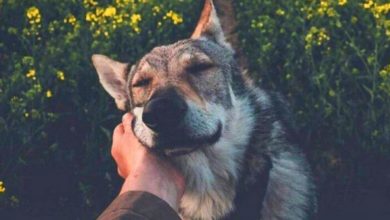 Quanto mais conheço as pessoas, mais amo meu cão
